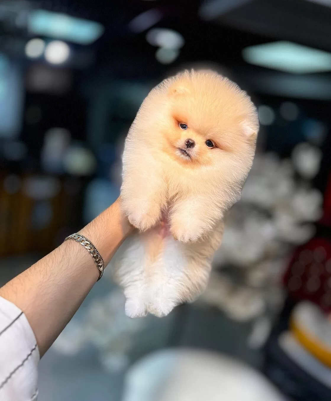 Ankara Cankayada Ayıcık Suratlı Beyaz Pomeranian Boo