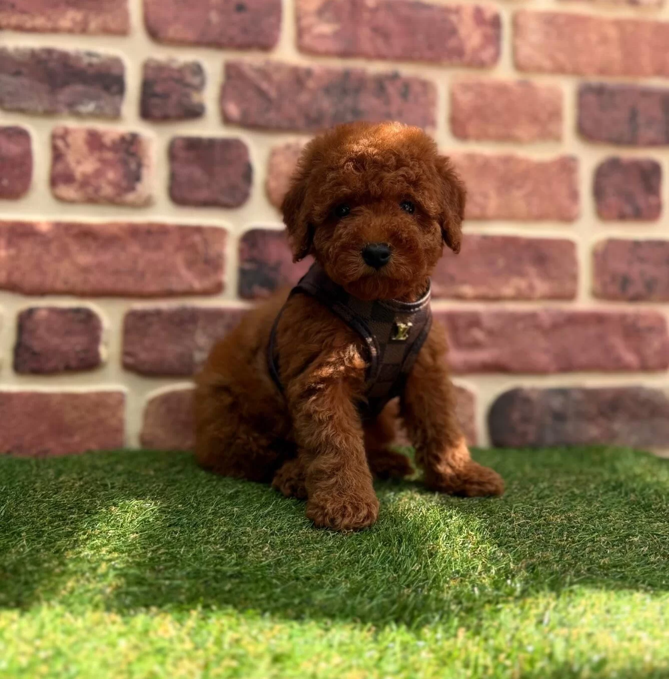 Tarcın Tonlu Pelus Kurklu Toy Poodle Yavruları Mikro Surat