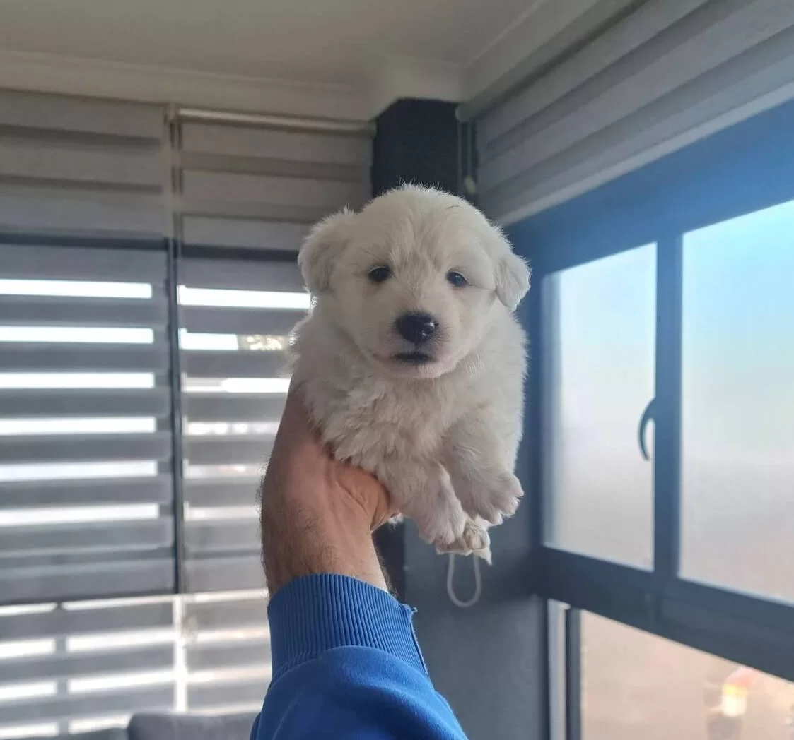 Antialerjik Tuylere Sahip Minyatur Maltese Terrier