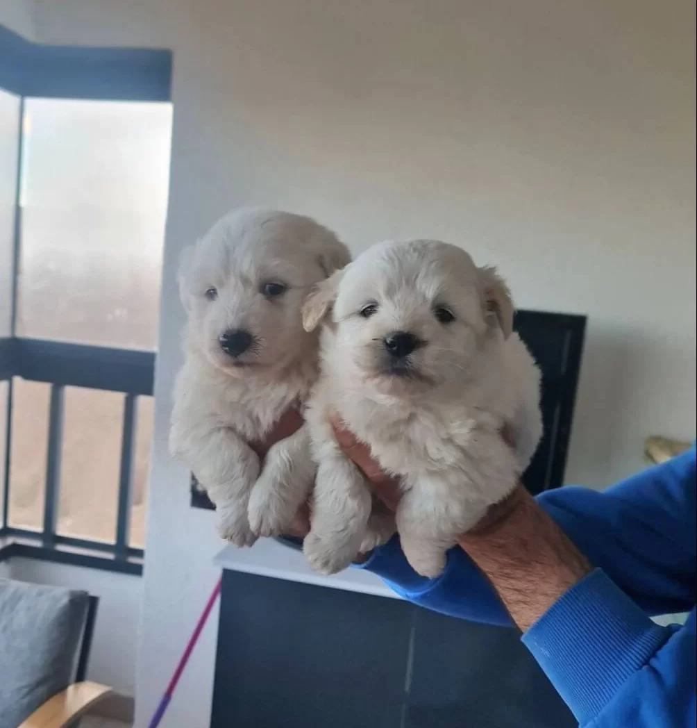 Antialerjik Tuylere Sahip Minyatur Maltese Terrier