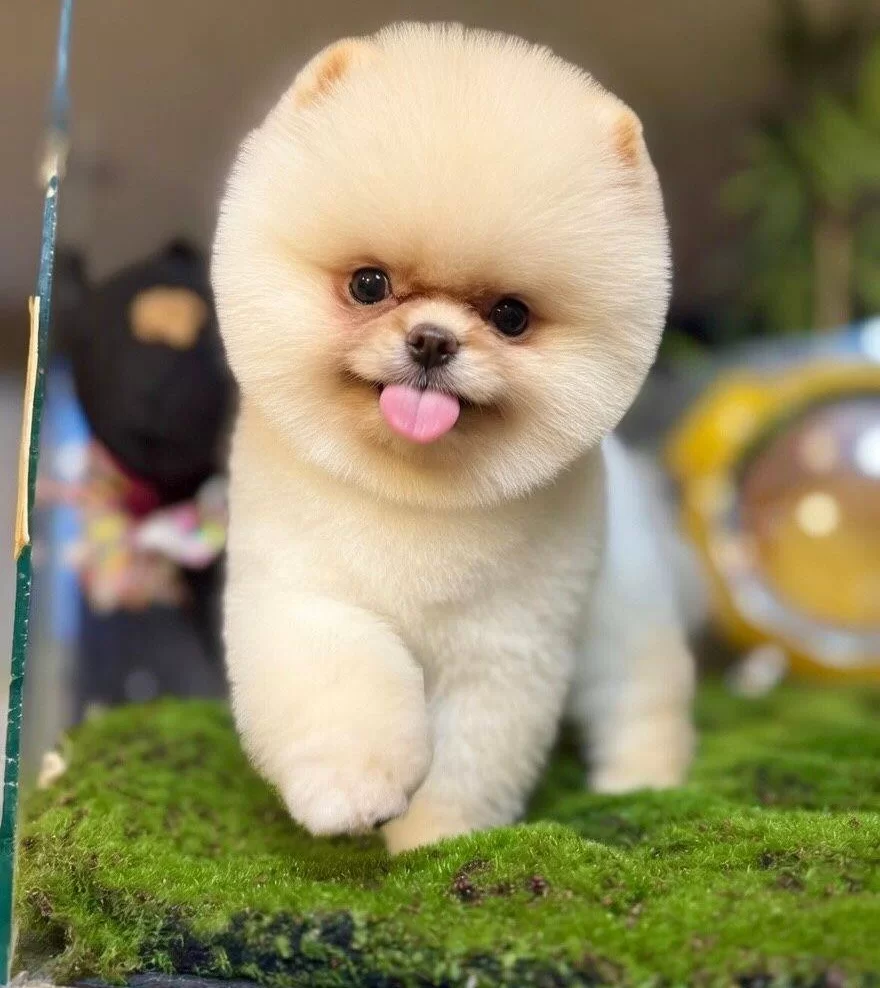 Kar Beyazı Ayı Surat Pomeranian Boo