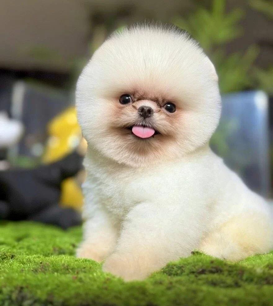 Kar Beyazı Ayı Surat Pomeranian Boo