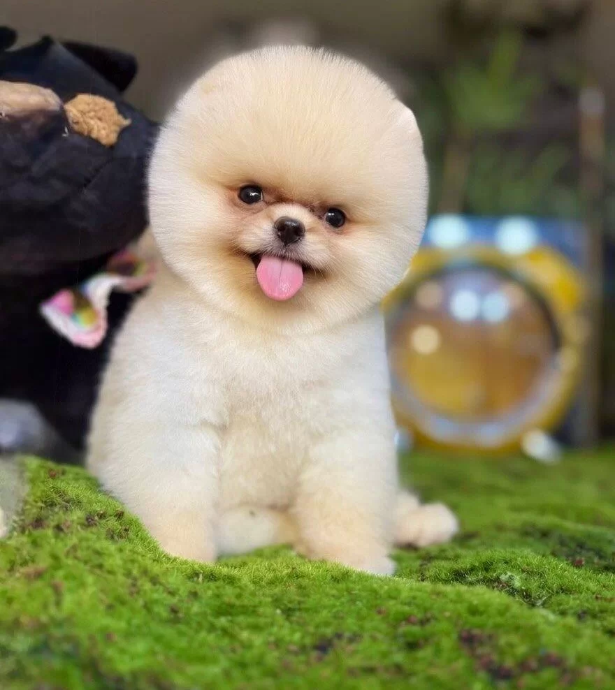 Kar Beyazı Ayı Surat Pomeranian Boo