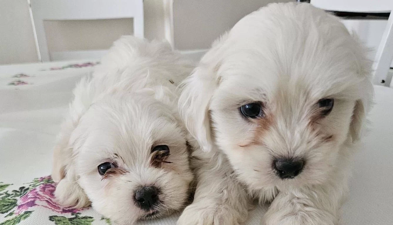 Ipeksi Beyazlık Sosyal Kelebek Maltese Yavruları