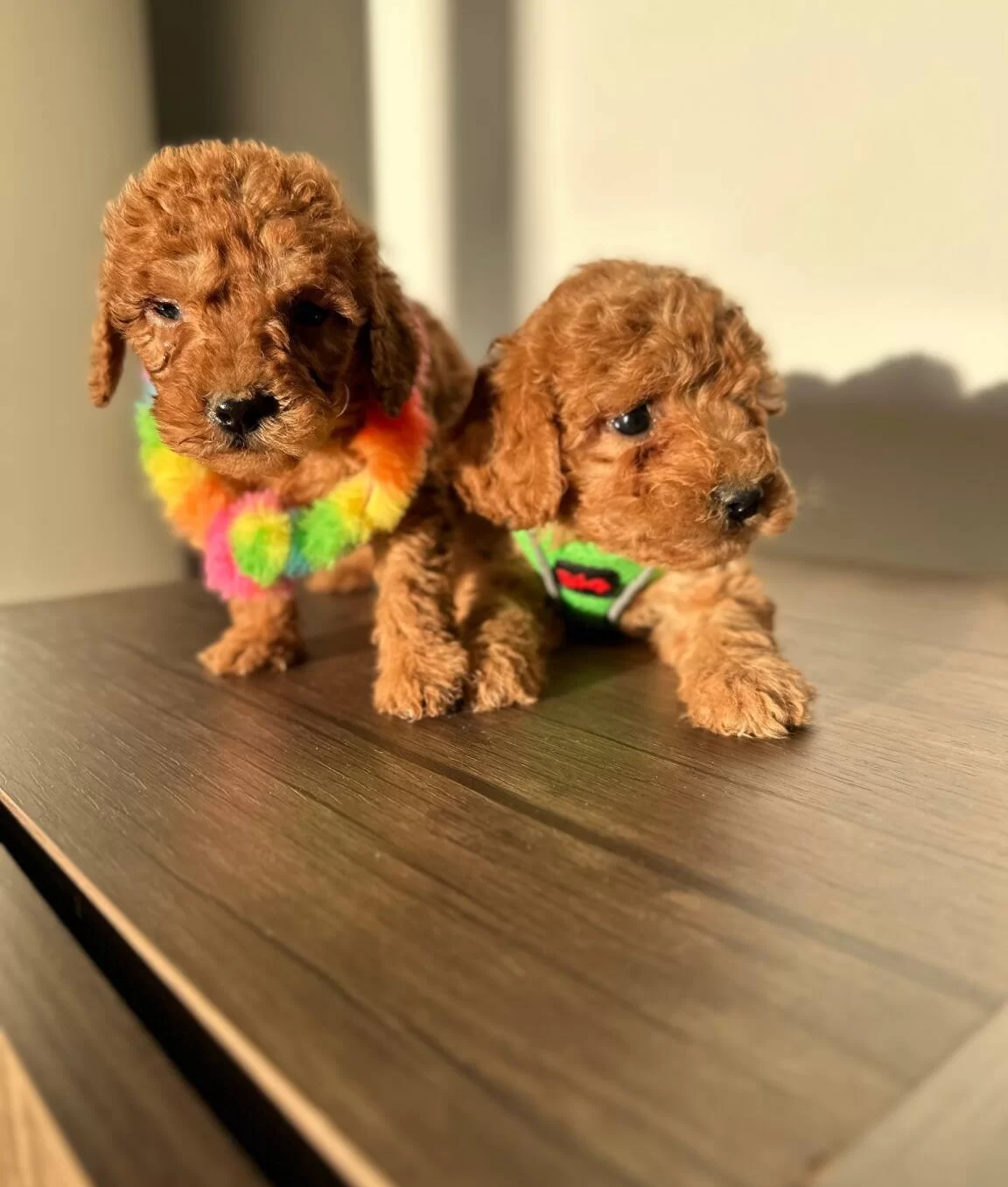 Ortamın Yıldızı Kızıl Kore Toy Poodle Yavruları