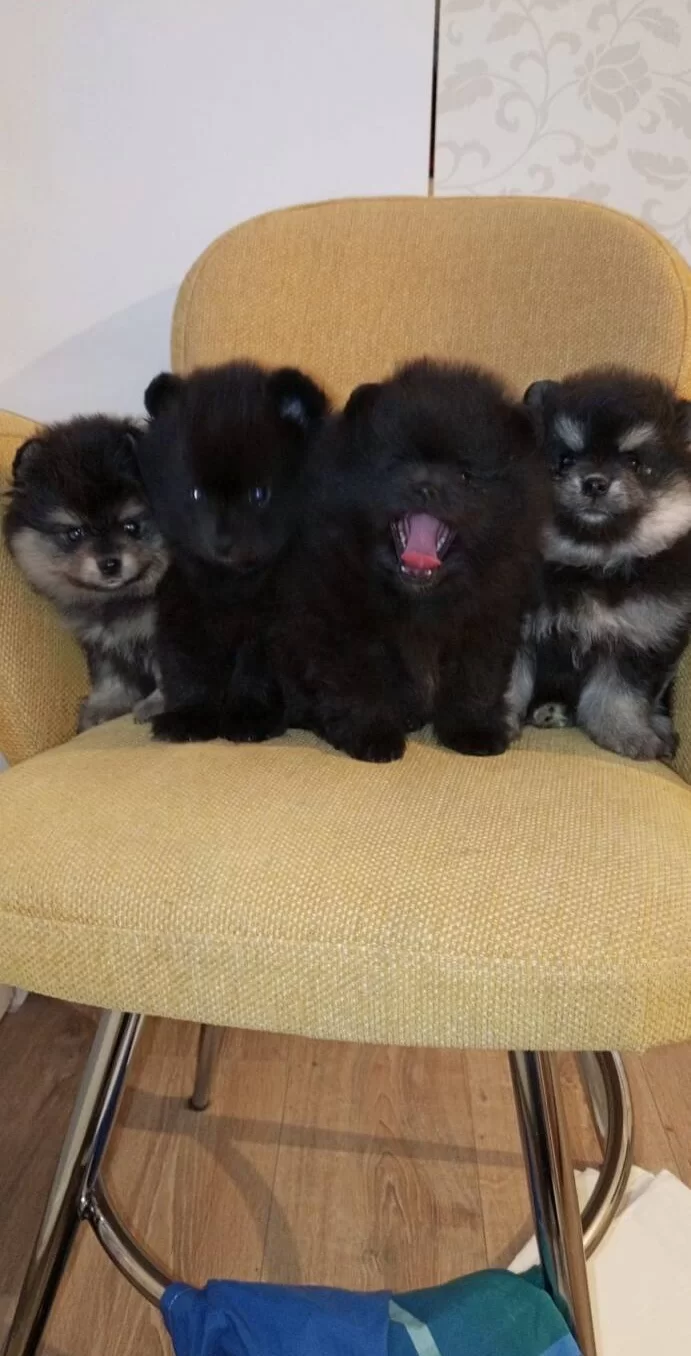 Komur Karası Ve Gumus Golgeli Pomeranian Boo Yavruları