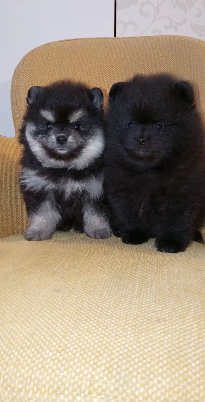 Komur Karası Ve Gumus Golgeli Pomeranian Boo Yavruları