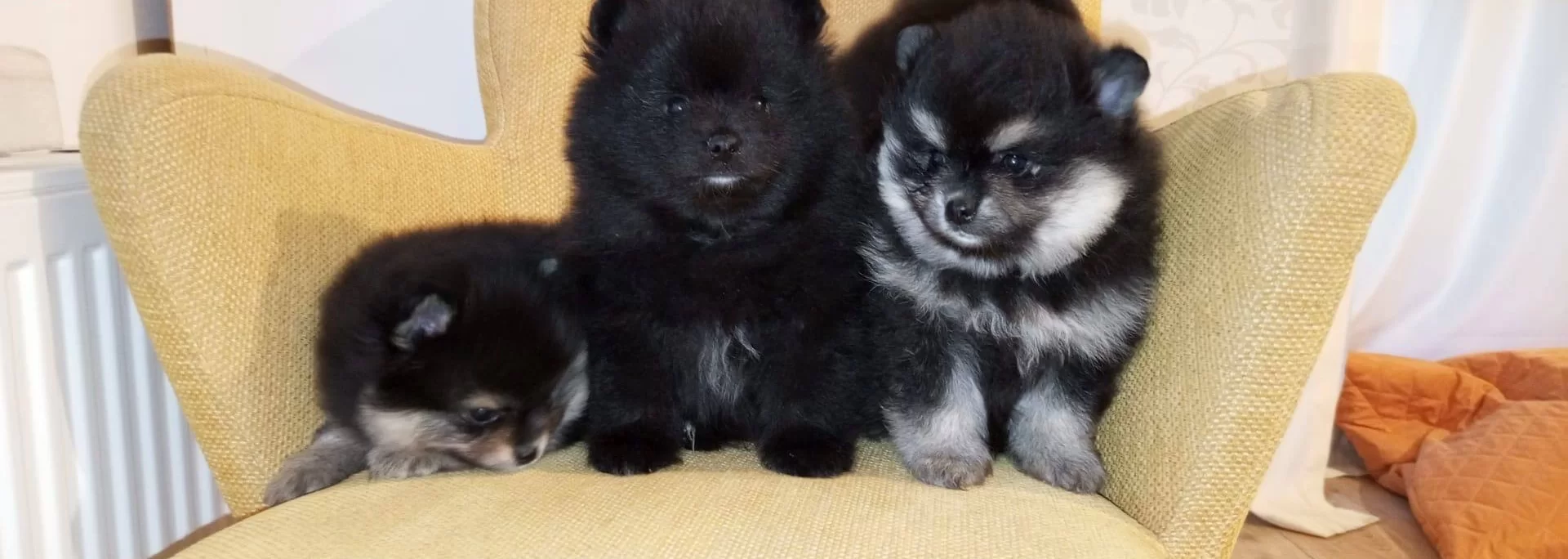 Komur Karası Ve Gumus Golgeli Pomeranian Boo Yavruları