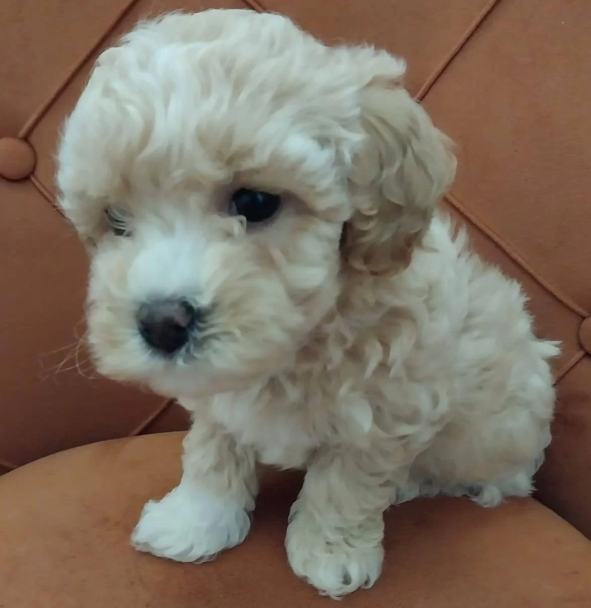 Sıfır Numara Maltipoo Bebekler