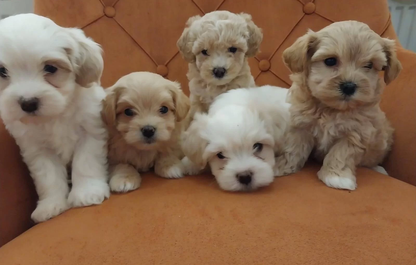 Sıfır Numara Maltipoo Bebekler