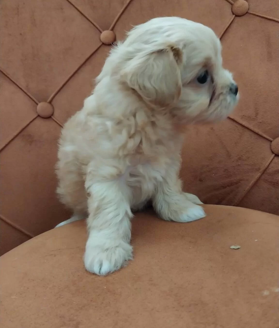 Sıfır Numara Maltipoo Bebekler