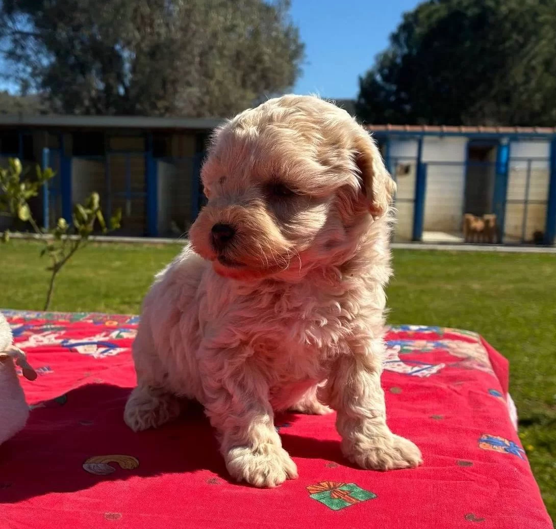 Mini Maltipoo Yavrumuz