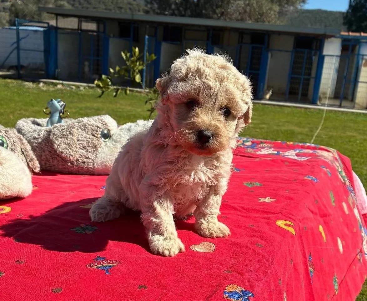 Mini Maltipoo Yavrumuz