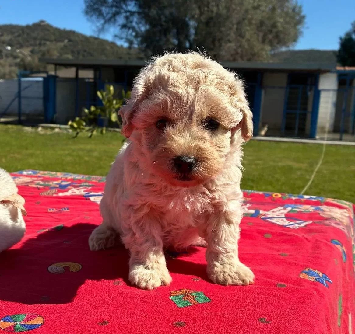 Mini Maltipoo Yavrumuz