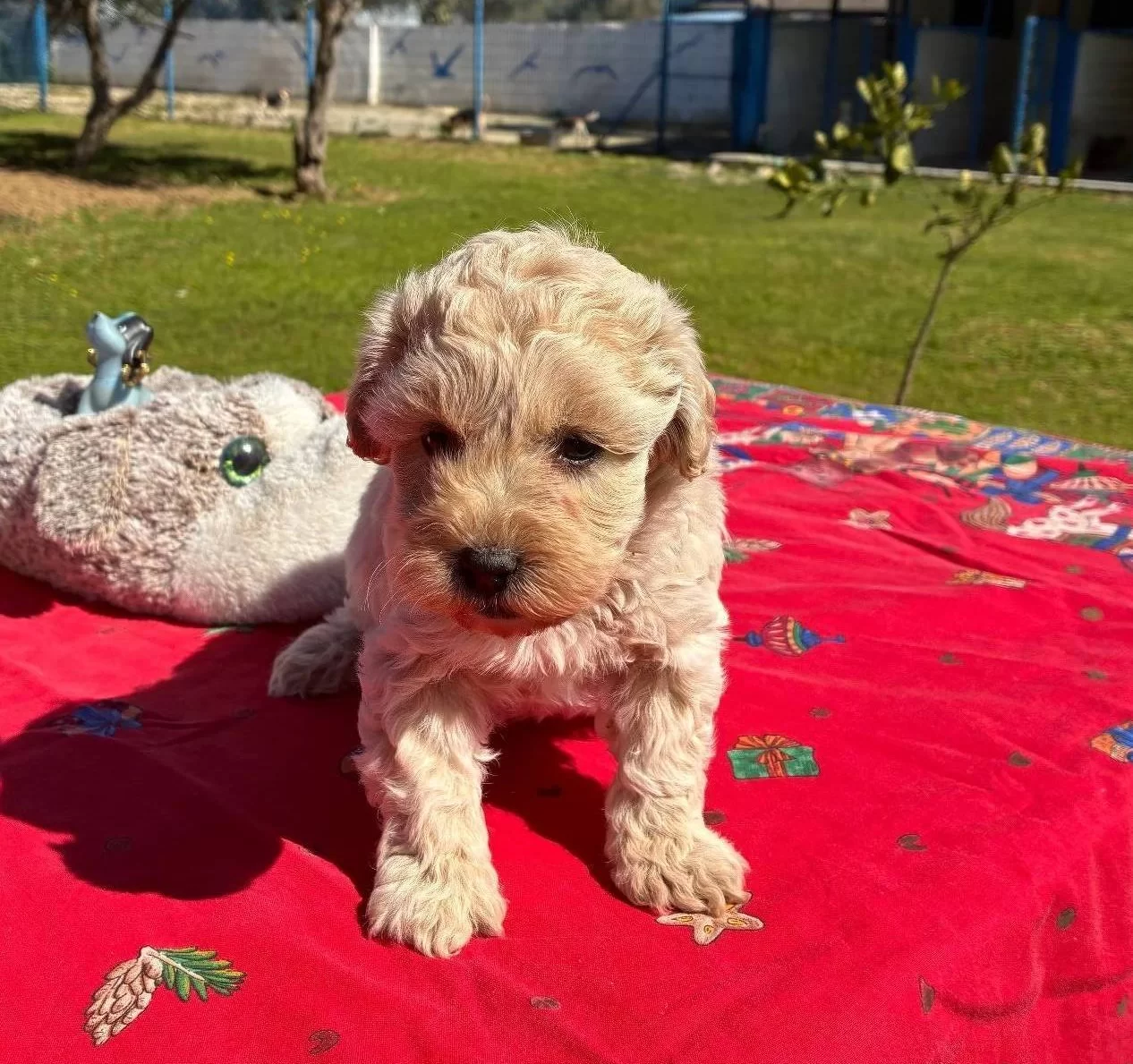 Mini Maltipoo Yavrumuz