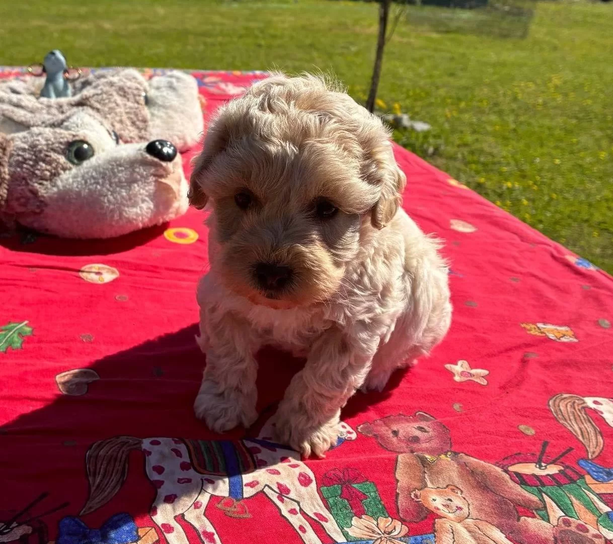 Mini Maltipoo Yavrumuz