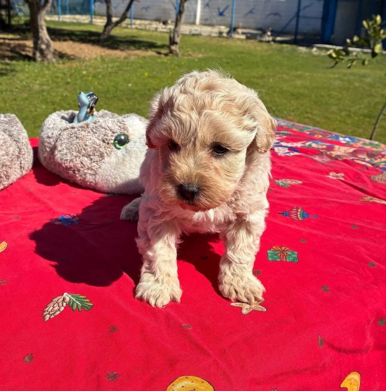 Mini Maltipoo Yavrumuz