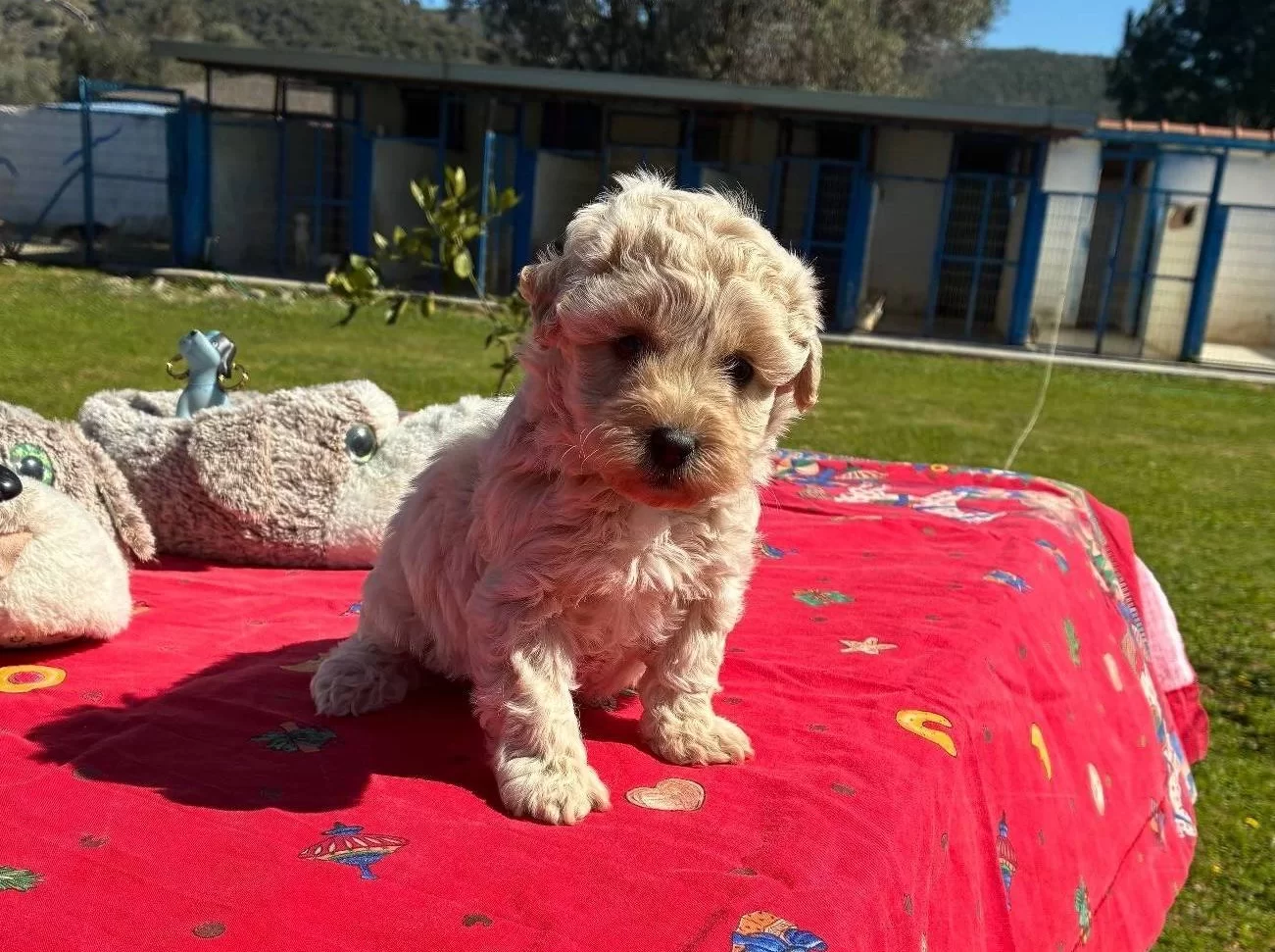 Mini Maltipoo Yavrumuz