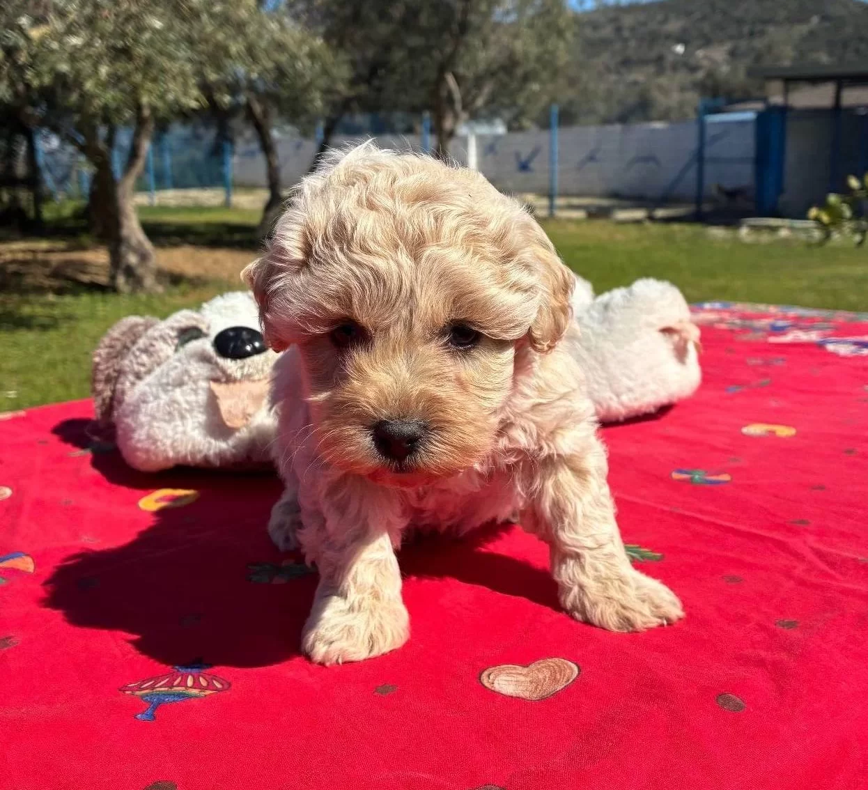 Mini Maltipoo Yavrumuz