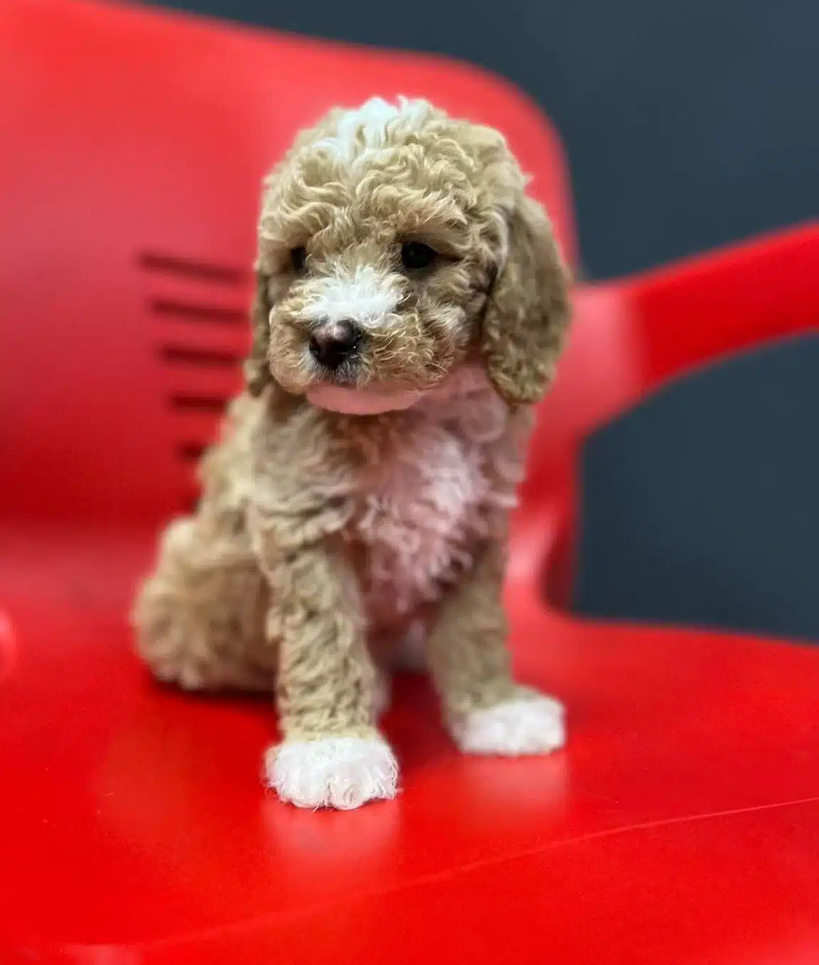 Poddle Kalitesinde Gerçek Maltipoo