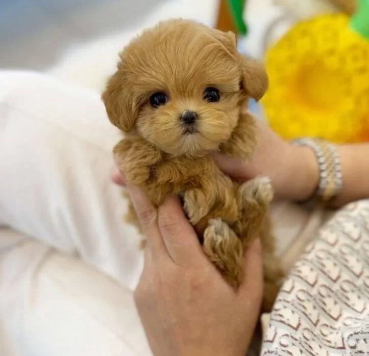 Garantili Egitimli Asılı Bebekyuzlu Mini Kore Maltipolar