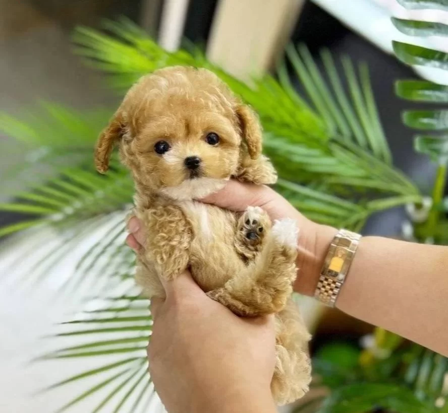 Garantili Egitimli Asılı Bebekyuzlu Mini Kore Maltipolar