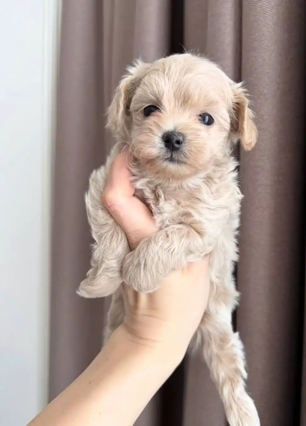 Pamuk Gibi Maltipoo Yavrularım