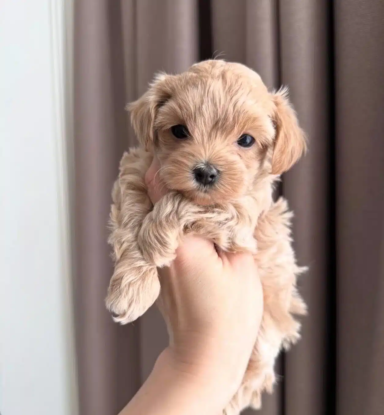 Yumos Yumos Maltipoo Yavruları