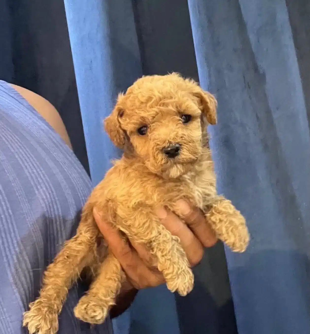Toy Poodle Safkan Yavrularımız