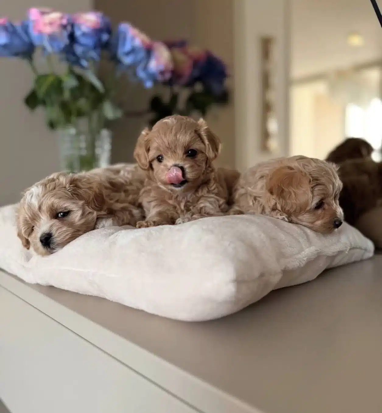 Teacup Safkan Maltipoo Yavrularımız