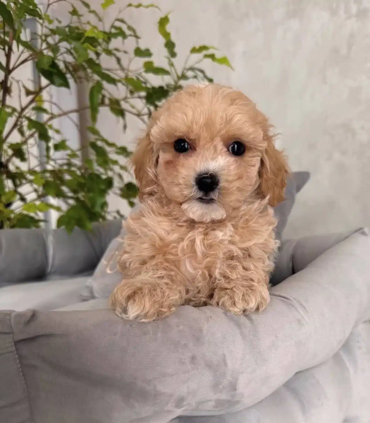 Ipeksi tüy Yapılı Maltipoo Yavrular