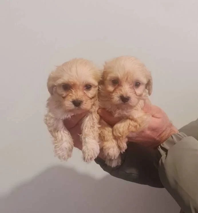 Avuc Icine Sıgan Oyuncak Gorunumlu Maltipoo Yavruları