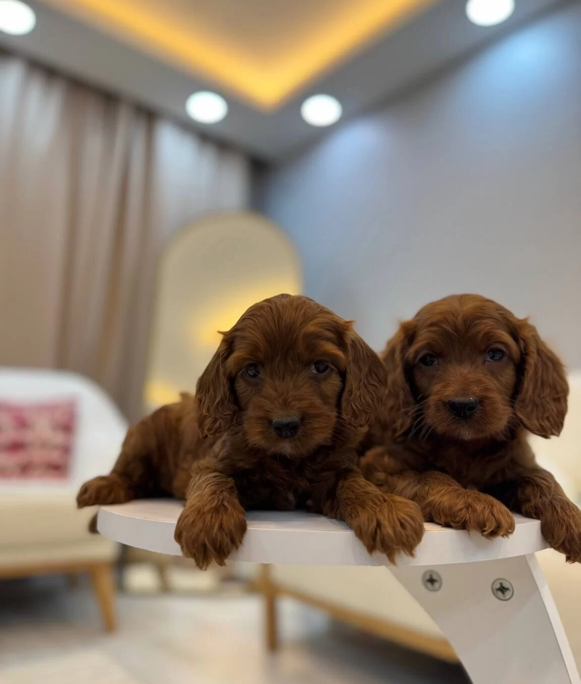 Kızıl Kahve Maltipoo Yavruları Ev Ortamında Sosyallesmis