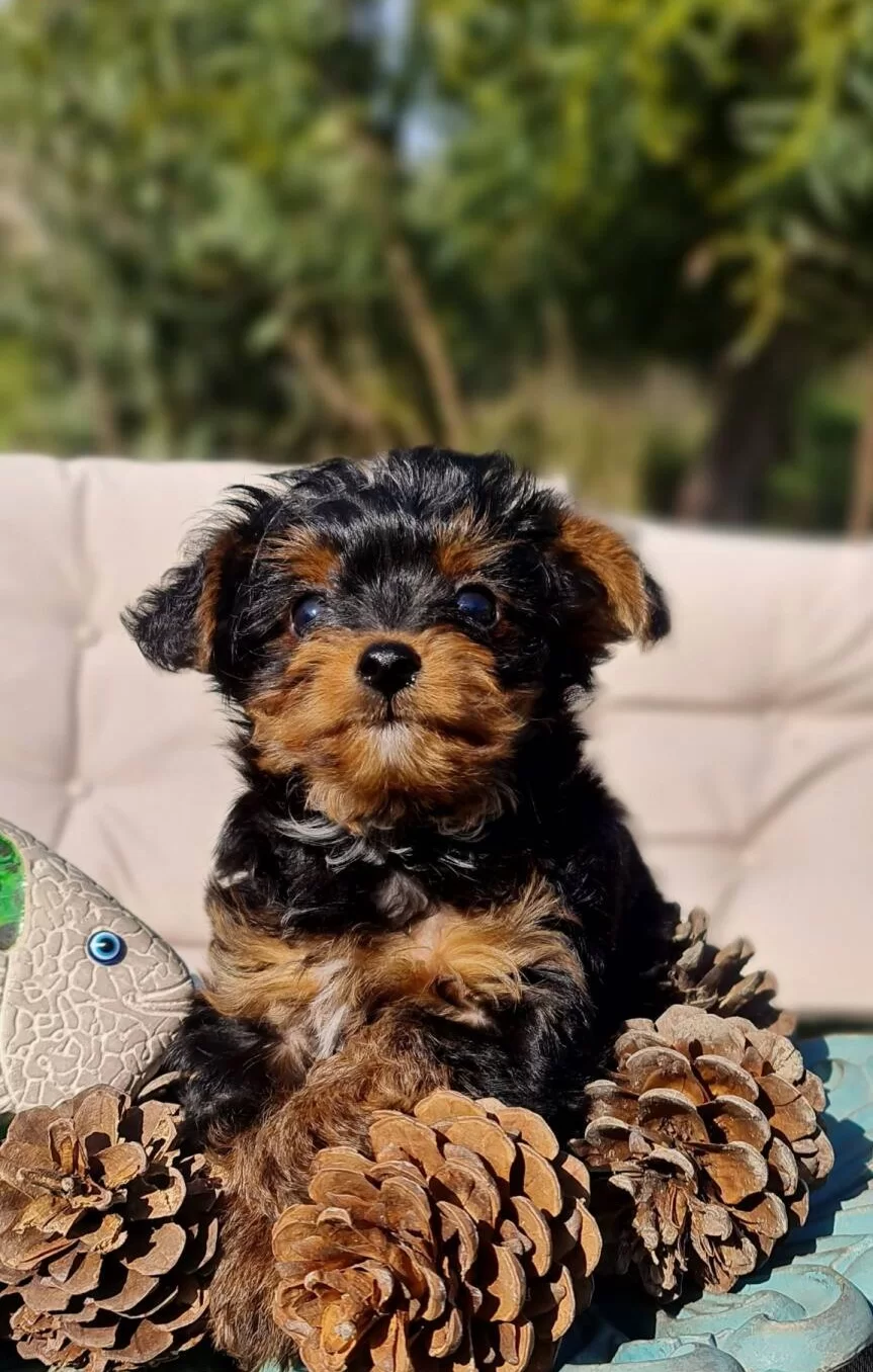 Turkiye De Tek Emsalsiz Teacup Yorkipoo