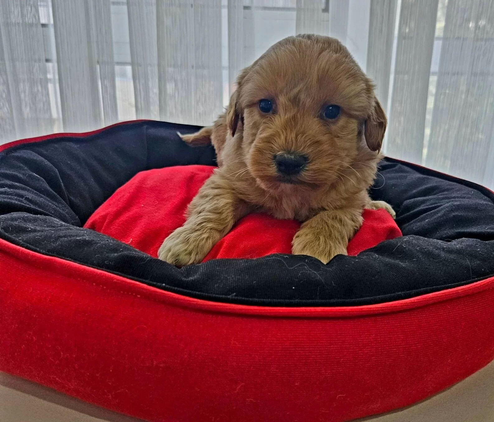 Ev Ortamında Buyumus Safkan Maltipoo Bebekler