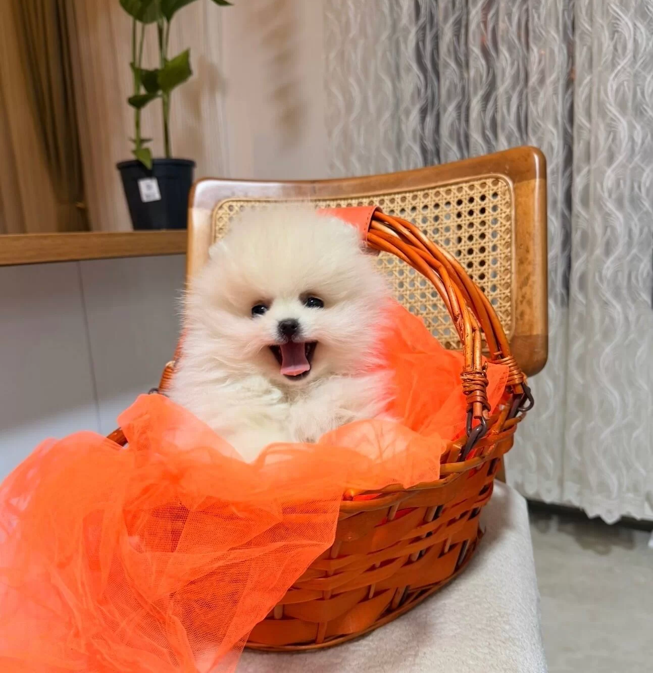 Teddy Boo Ayı Suratlı