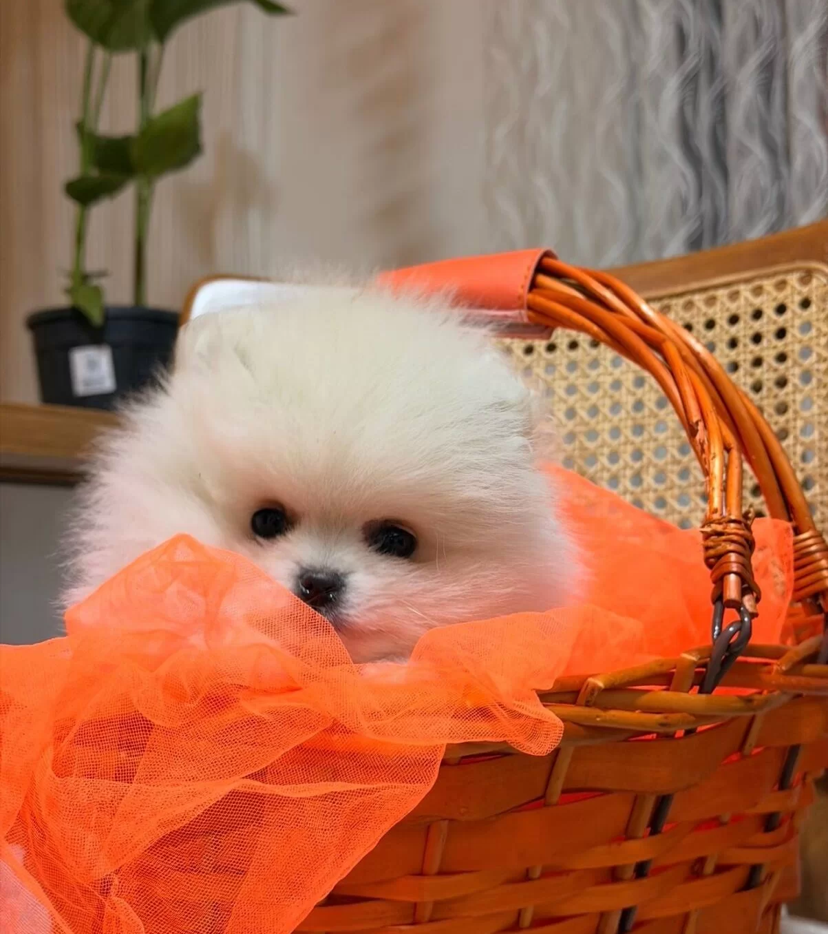 Teddy Boo Ayı Suratlı