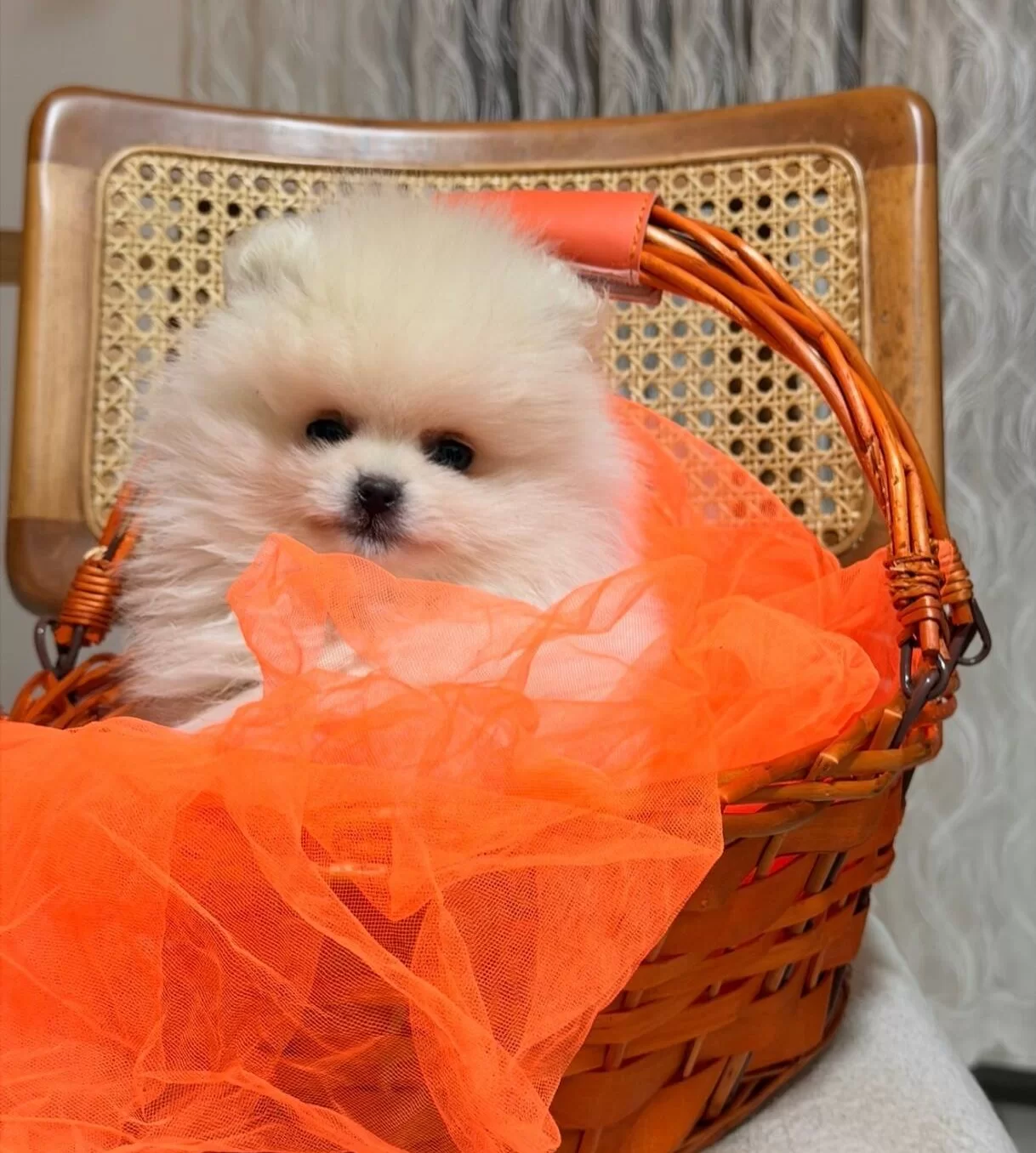 Teddy Boo Ayı Suratlı