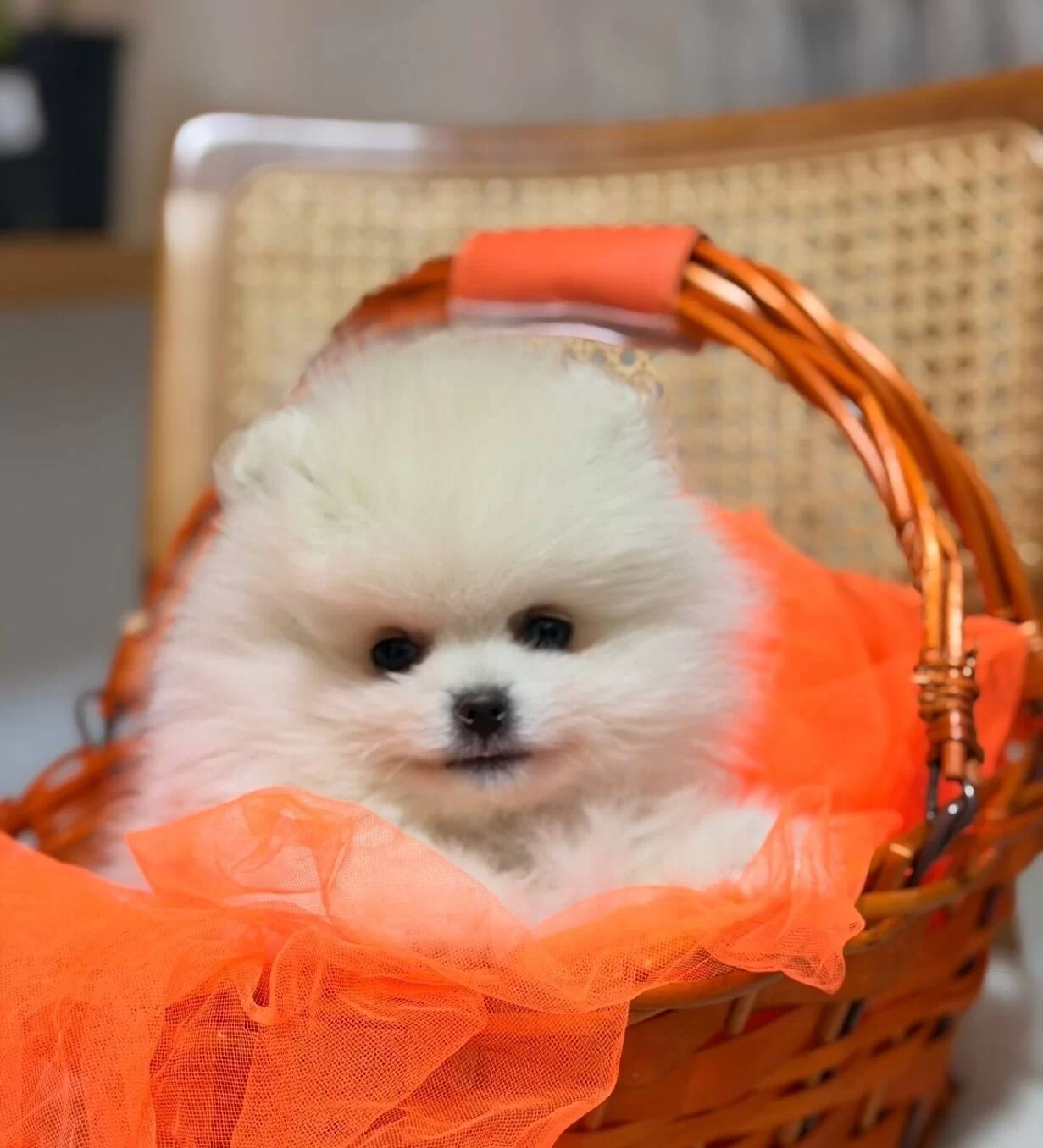 Teddy Boo Ayı Suratlı
