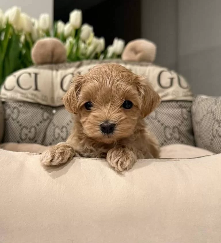Kahve Tonlu Akıllı Maltipoo Yavruları