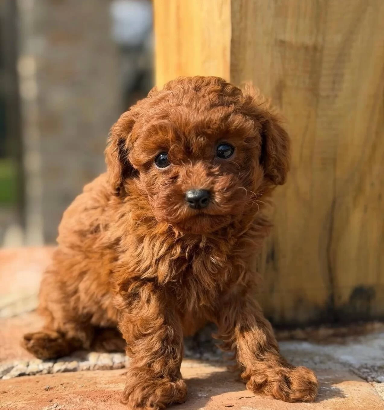 Kızıl Bukleli Maskot Evin Yeni Nesesi Maltipoo Yavrusu