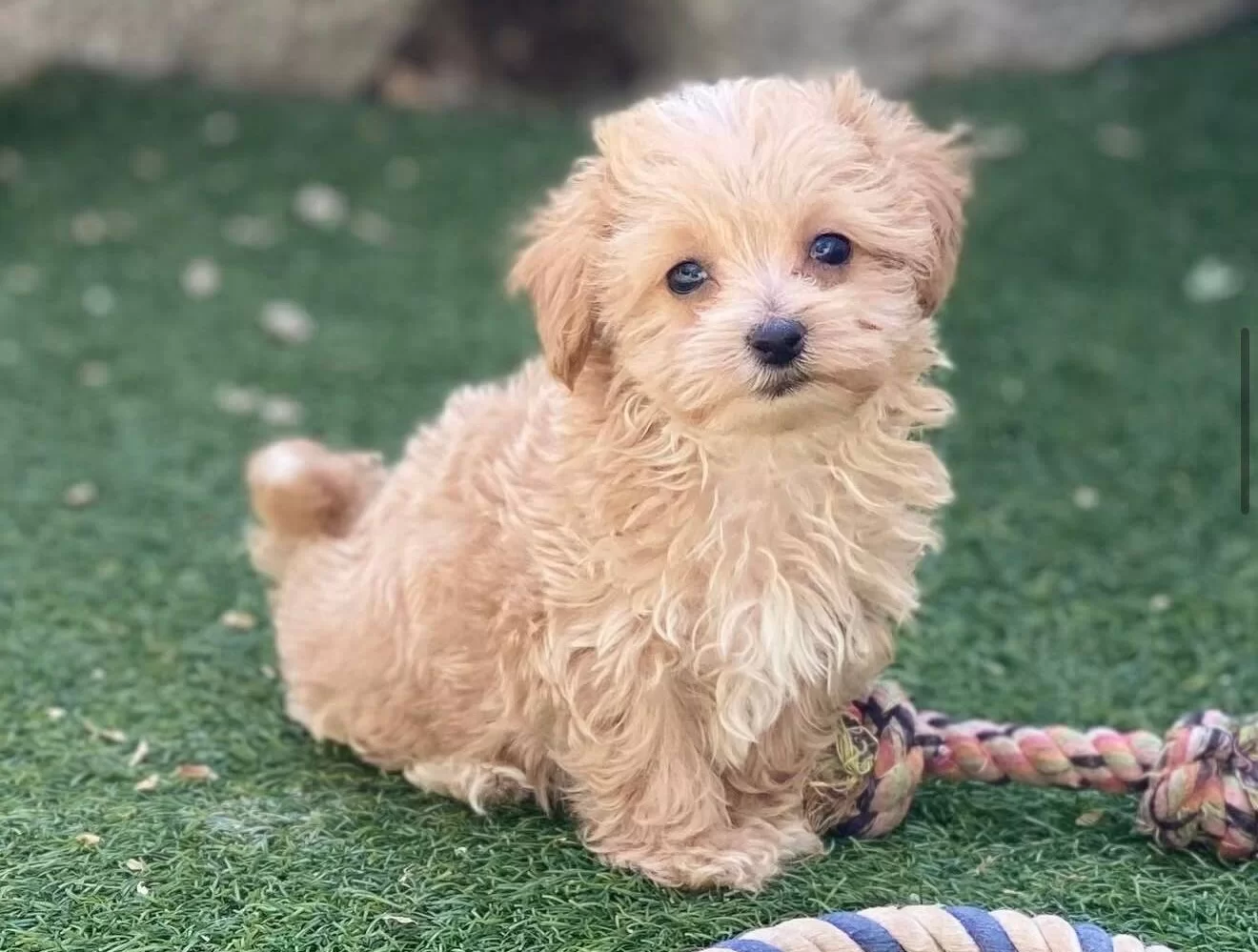 Ipeksi Apricot Maltipoo Sosyal Ortamların Yeni Yıldızı
