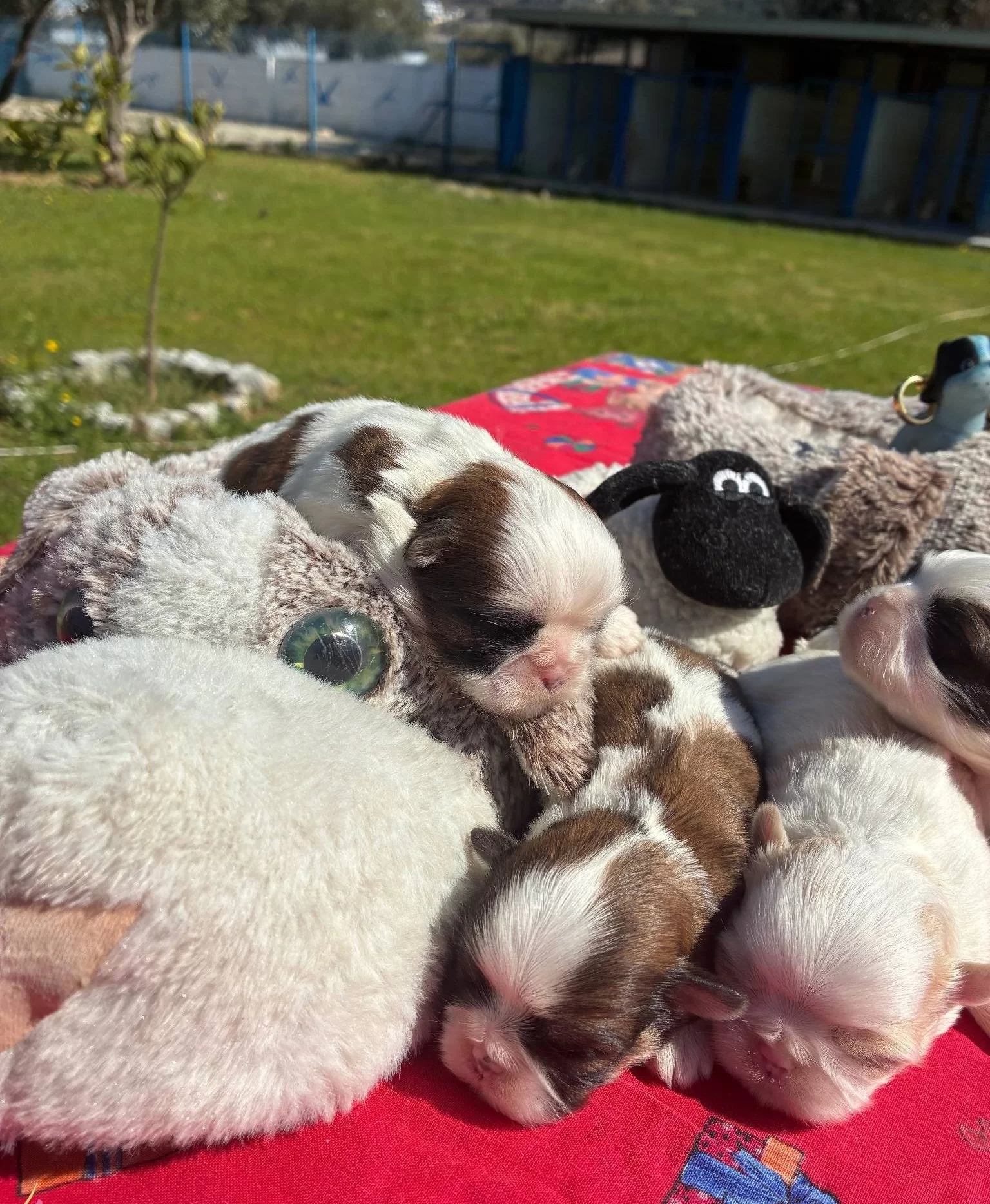 Maskeli Shih Tzu Yavruları Evin Yeni Nesesi