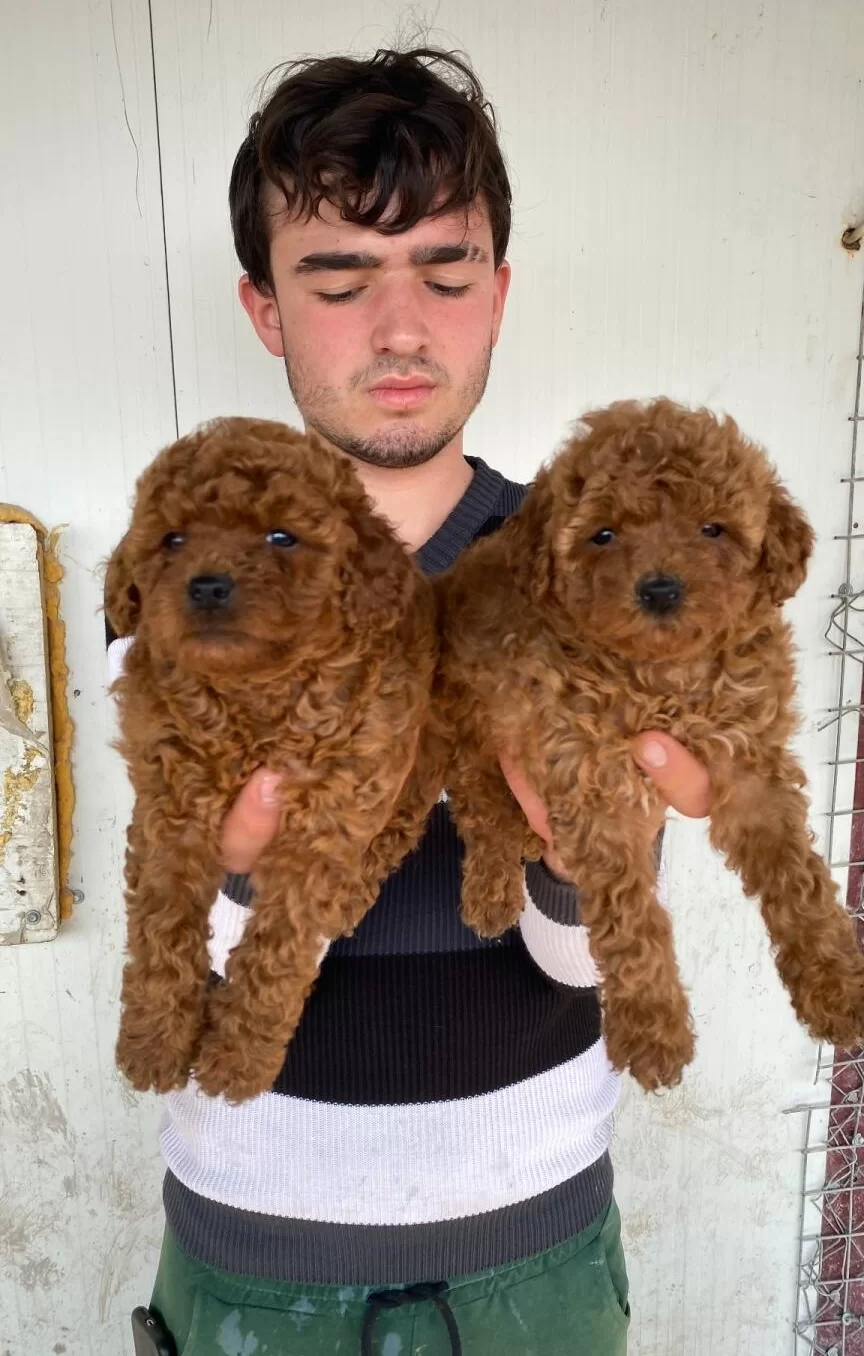 Denizli Pamukkale Toy Poodle Yavruları