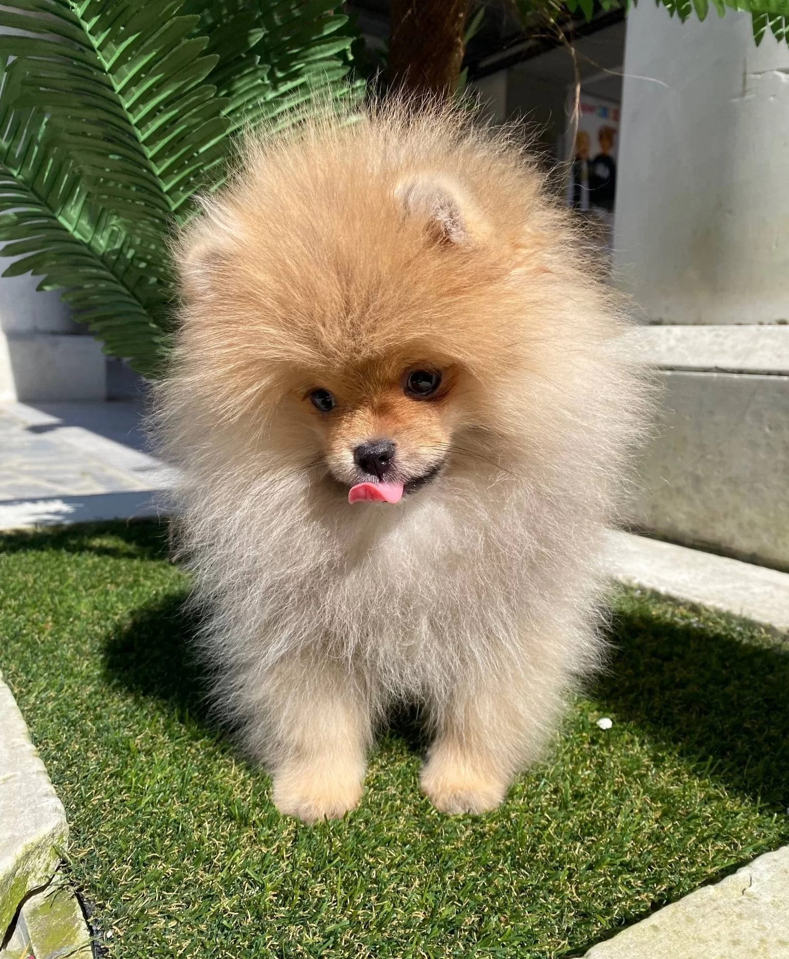 Ukrayna Soy Hattı Ayıcık Surat Pomeranian Boo