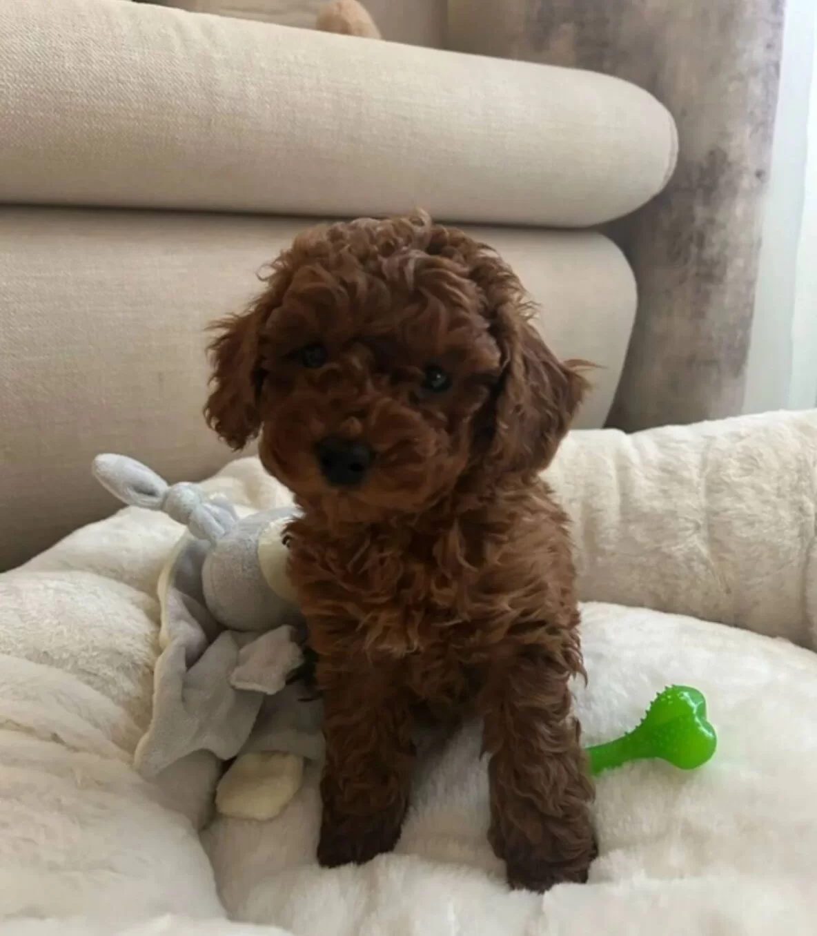 Toy Poodle Yavruları Kendi Uretimimiz Secere Garantili