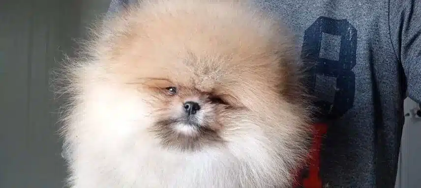 Mikro Boy Ayı Surat Pomeranian Boo Sosyal Yıldız