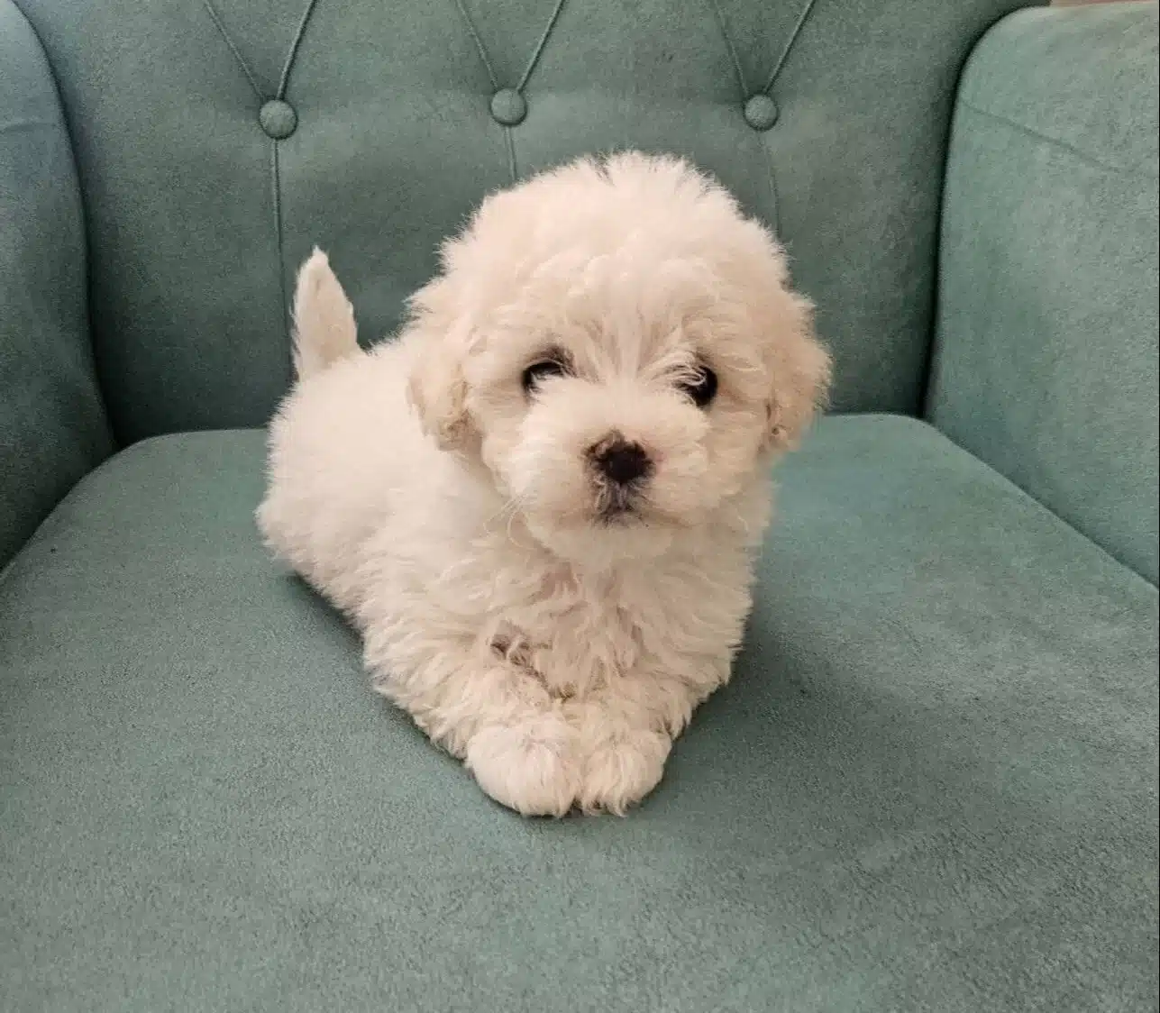 Pamuk Gibi Malteseler