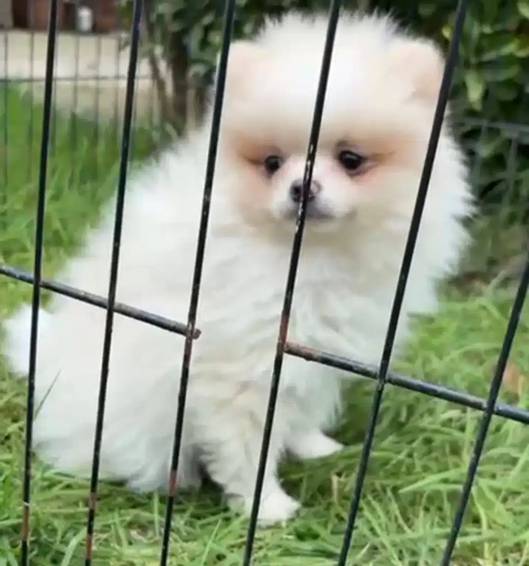 Pomerian Boo Yavrularımız
