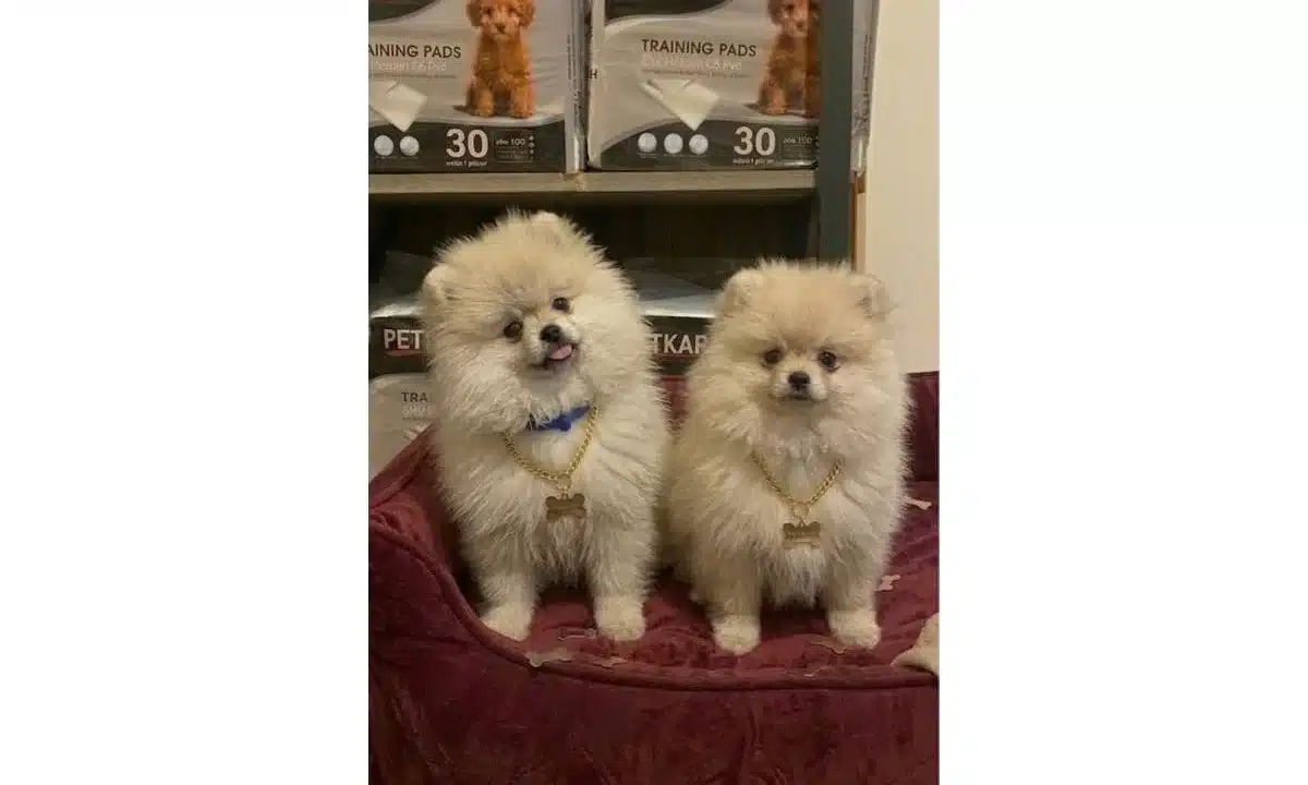 Pamuk Tuylu Pomeranian Yavrularımız